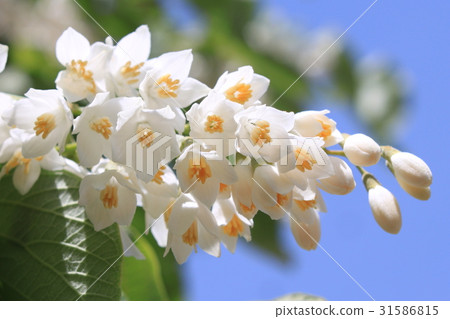 Hakuunboku flower 31586815