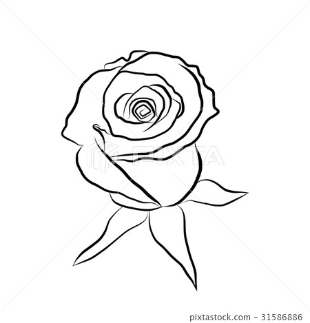Sketch line drawing of rose isolated illustration 31586886