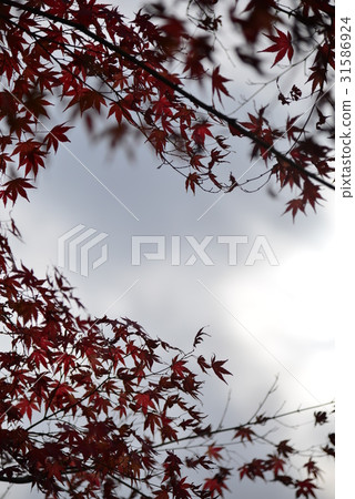 楓葉 楓紅 紅葉 楓樹 葉 樹葉 植物 樹 樹木 秋天 晚秋 秋季 天空 風景 雲 賞楓 日本 楓葉 楓紅 紅葉 楓樹 葉 樹葉 植物 樹 樹木 秋天 晚秋 秋季 天空 風景 雲 賞楓 日本 31586924