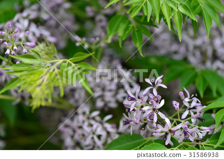 植物 花 樹 苦楝花 苦楝樹 苦苓樹 金鈴子 栴檀 森樹 紫花樹 紫 紫色 淡紫 淡紫色 風景 31586938