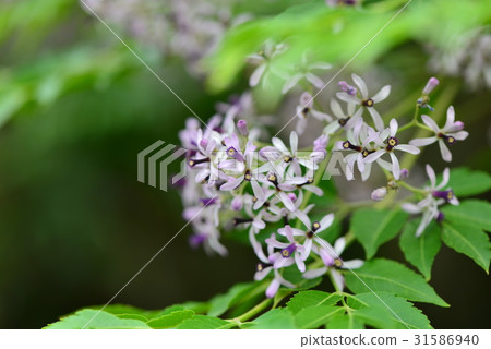植物 花 樹 苦楝花 苦楝樹 苦苓樹 金鈴子 栴檀 森樹 紫花樹 紫 紫色 淡紫 淡紫色 風景 31586940