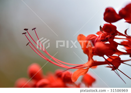 Plant flower flower dragon boat flower crazy flower dragon claw flower madman flower drum flower red flower long core red safflower red flower red safflower red flower Plant flower flower dragon boat flower crazy flower dragon claw flower madman flower drum flower red flower long core red safflower red flower red safflower red flower 31586969