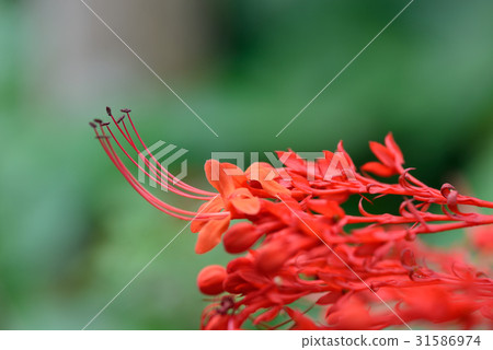 植物 花 花卉 龍船花 發瘋花 龍爪花 瘋婆花 鼓子花 紅色花 長蕊 紅色蕊 紅花蕊 紅蕊 紅花 植物 花 花卉 龍船花 發瘋花 龍爪花 瘋婆花 鼓子花 紅色花 長蕊 紅色蕊 紅花蕊 紅蕊 紅花 31586974