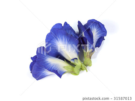Blue pea butterfly pea close up background Blue pea butterfly pea close up background 31587013