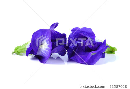Blue pea butterfly pea close up on white Blue pea butterfly pea close up on white 31587028