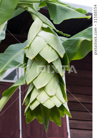 Ensete, Ensente superbum flower banana Ensete, Ensente superbum flower banana 31588554