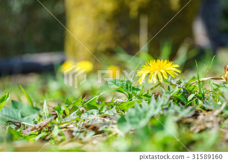 Japanese dandelion Japanese dandelion 31589160