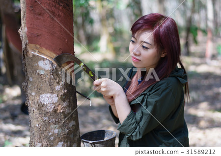 woman rubber farmer slitting rubber tree woman rubber farmer slitting rubber tree 31589212