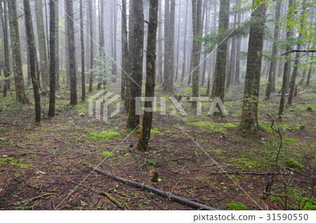 Jukai (Yamanashi Prefecture Fujiyoshida City) Jukai (Yamanashi Prefecture Fujiyoshida City) 31590550