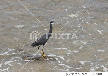 Western Reef Heron, Egretta gularis 31590839