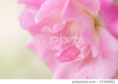 Light rose with pink Light rose with pink 31590962