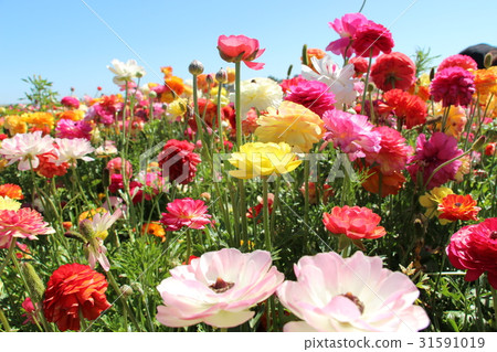 Summer flowers Summer flowers 31591019