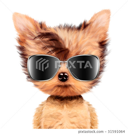 Funny adorable doggy girl with aviator sunglasses Funny adorable doggy girl with aviator sunglasses 31591064