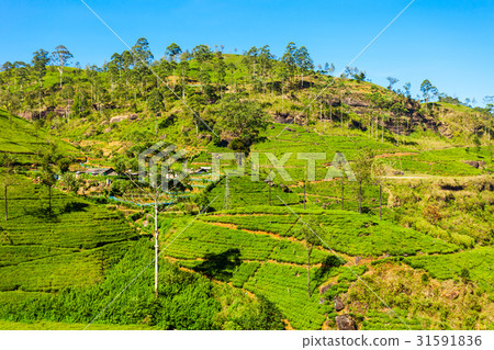 Nuwara Eliya tea plantation 31591836