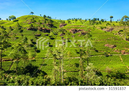 Nuwara Eliya tea plantation 31591837