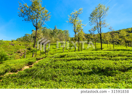 Nuwara Eliya tea plantation Nuwara Eliya tea plantation 31591838