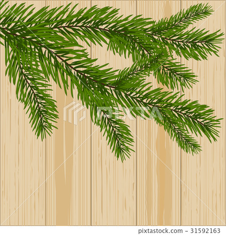 Two green spruce branches on the background of Two green spruce branches on the background of 31592163