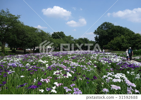 Akahori flower Shobuen garden 31592688