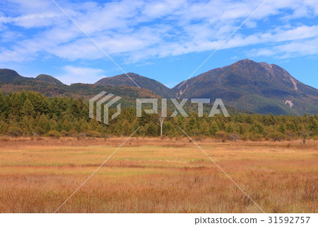 Odashiro Kagohara in the early autumn Autumn leaves and ladies Odashiro Kagohara in the early autumn Autumn leaves and ladies 31592757