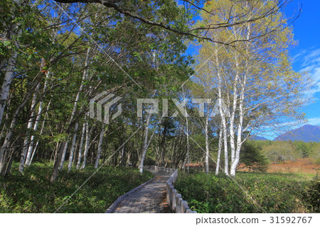 初秋的Senjogahara自然研究道路(Odashiagahara附近) 初秋的Senjogahara自然研究道路(Odashiagahara附近) 31592767