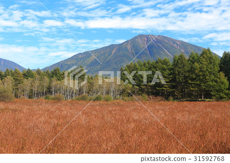 早秋Odashiro Kagahara草秋葉和山。 早秋Odashiro Kagahara草秋葉和山。 31592768