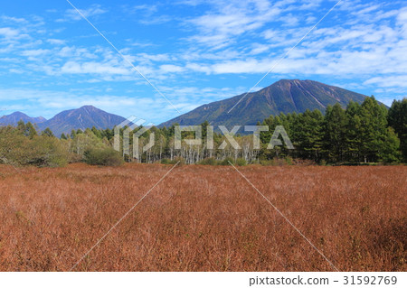 早秋Odashiro Kagahara草秋葉和山。 31592769