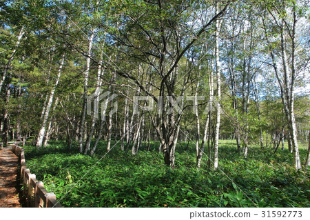 Senjogahara Nature Research Park in early autumn 31592773