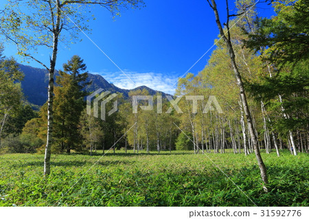 Senjogahara nature research road in the early autumn (near Odashiagahara) 31592776