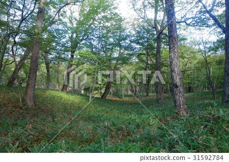 Senjogahara Nature Research Park in early autumn 31592784