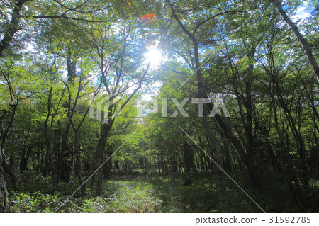 Senjogahara Nature Research Park in early autumn 31592785