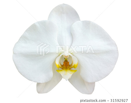 White phalaenopsis orchid flower White phalaenopsis orchid flower 31592927
