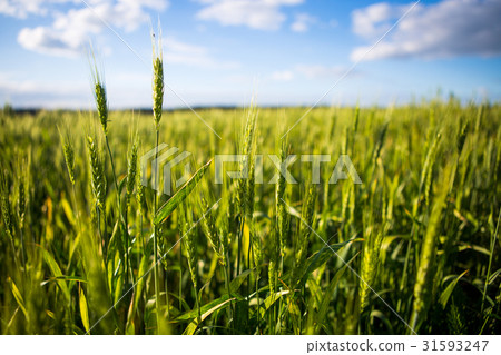 A green field with spikelets, bread grows against A green field with spikelets, bread grows against 31593247