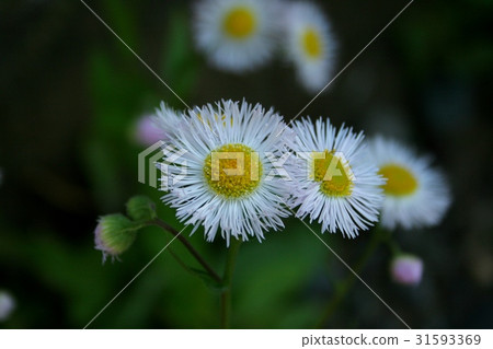 漂亮的花 31593369