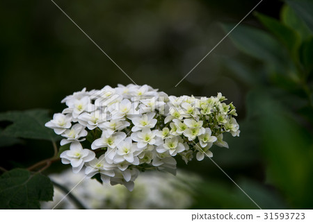 Kashiwaba hydrangea Kashiwaba Hydrangea single wheel 31593723