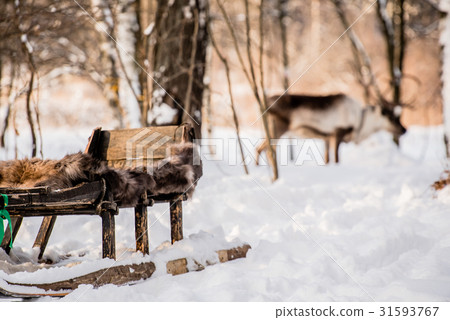 Northern house deer Northern house deer 31593767