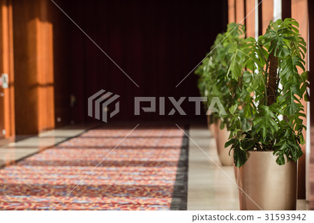 plant in the hall 31593942