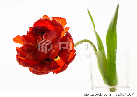red tulip 31594107