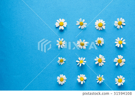 daisy flowers 31594108