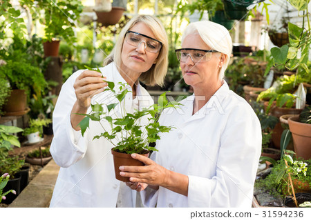 Colleagues examining potted plant at greenhouse 31594236