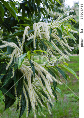 Chestnut flower chestnut Chestnut flower chestnut 31594244