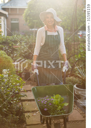 Female gardener carrying plants in wheelbarrow Female gardener carrying plants in wheelbarrow 31595159