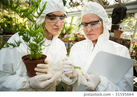 Female scientists in clean suit examining plants 31595664