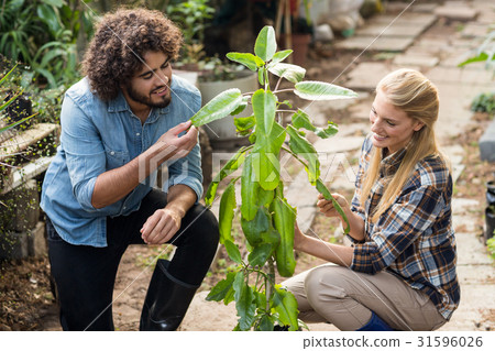 Gardeners inspecting plants at greenhouse Gardeners inspecting plants at greenhouse 31596026