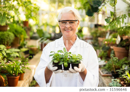 Female scientist holding plants at greenhouse Female scientist holding plants at greenhouse 31596646
