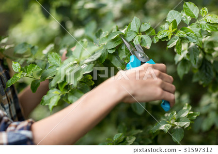 Cropped image of gardener pruning plants 31597312