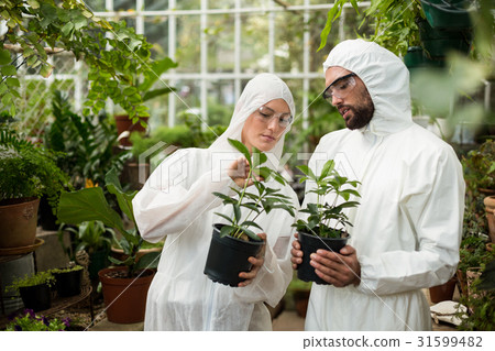 Scientists in clean suit examining potted plants 31599482