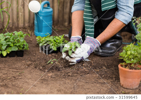 Male gardener planting saplings at greenhouse 31599645