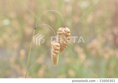 Madder beetle 31600301