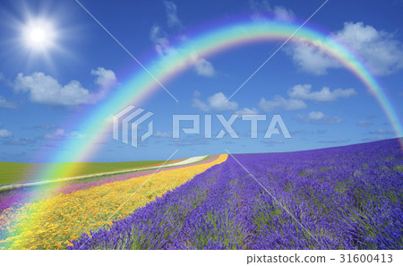 薰衣草田和雲，彩虹和太陽 31600413