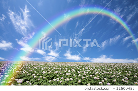 Potato flower and clouds and potato field rainbow Potato flower and clouds and potato field rainbow 31600485